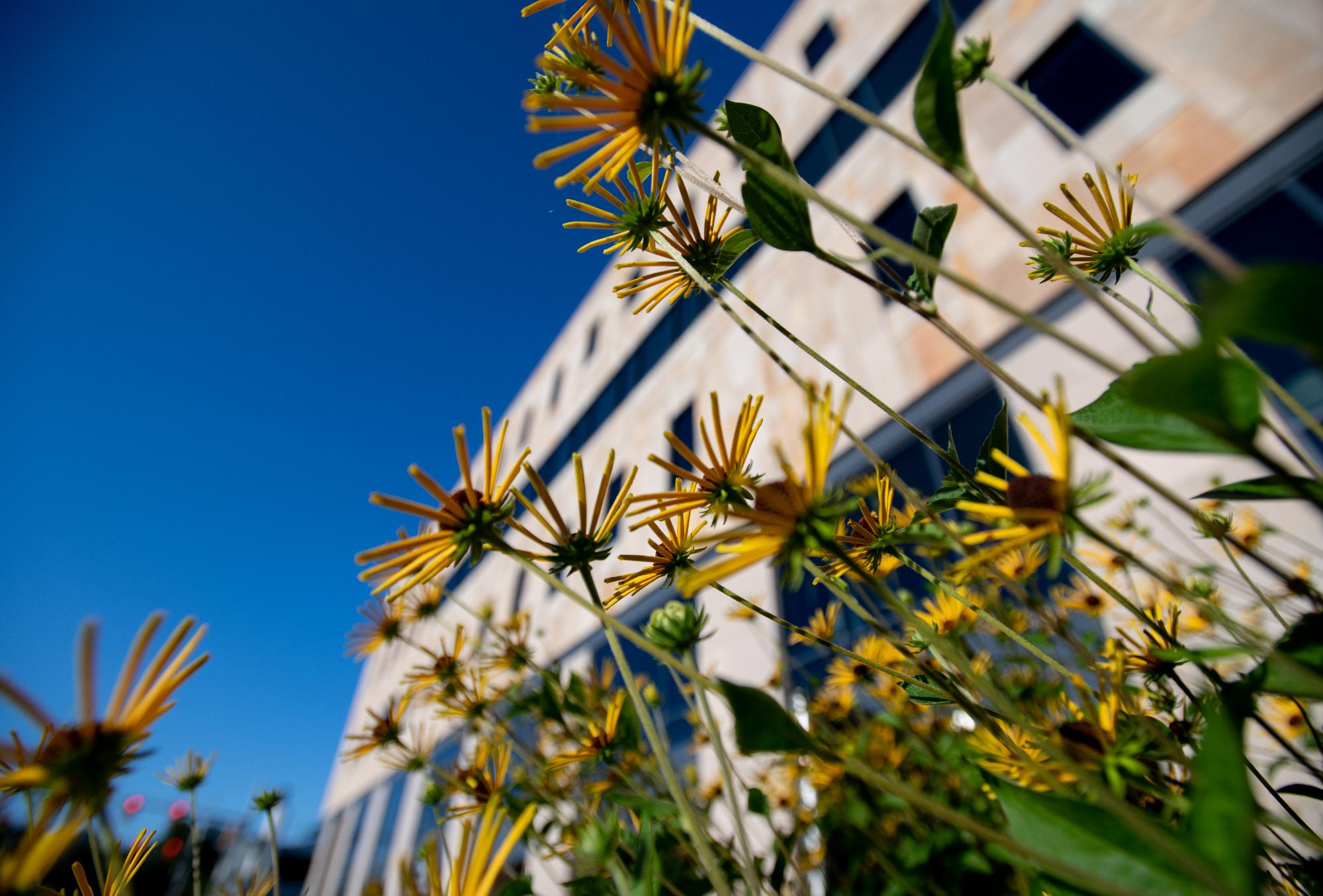 Yellow flowers in front of a building